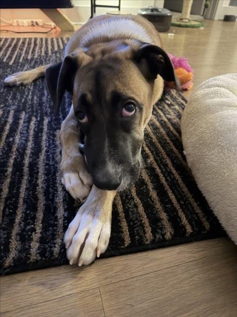 HONDA - Hound available for adoption
