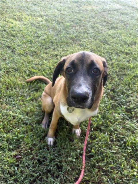 HONDA - Hound available for adoption