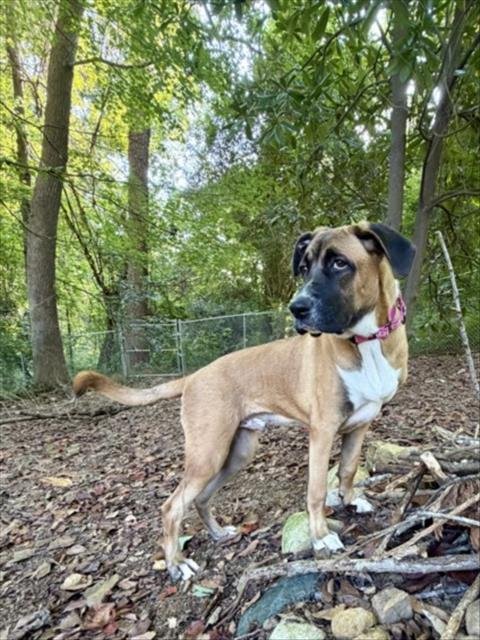 HONDA - Hound available for adoption