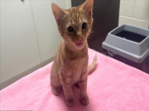 BISCUIT - Domestic Short Hair available for adoption