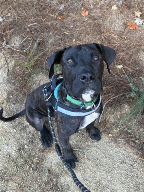 BOBO - Mastiff available for adoption
