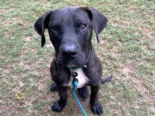 BOBO - Mastiff available for adoption