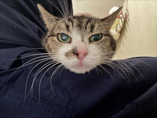 LING LING - Domestic Short Hair available for adoption