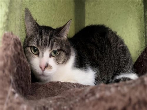 LING LING - Domestic Short Hair available for adoption