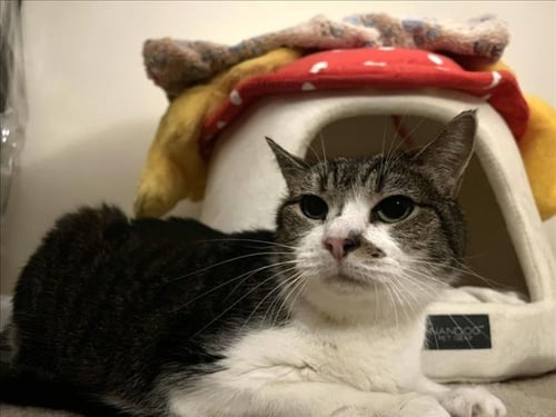 LING LING - Domestic Short Hair available for adoption