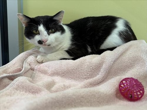 MONROE - Domestic Short Hair available for adoption