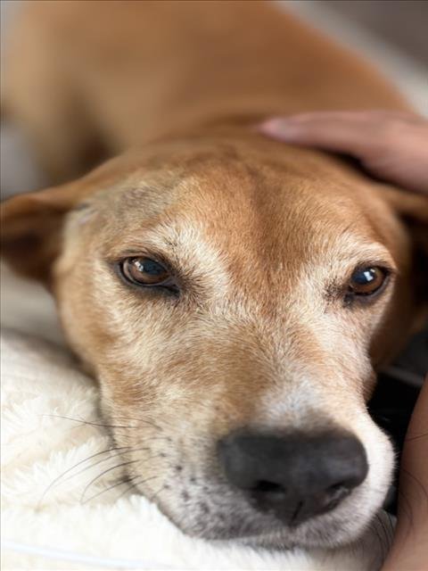 BAO BAO - Hound available for adoption
