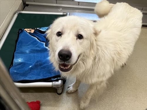 SOLOMON - Great Pyrenees available for adoption