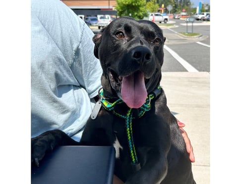 KEYLOW - Pit Bull Terrier available for adoption