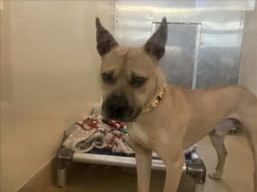 ALVEN - Pit Bull Terrier available for adoption