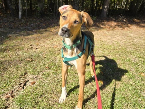 CHASE - Hound available for adoption