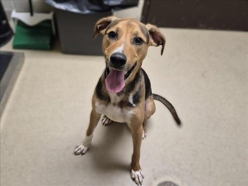 CHASE - Hound available for adoption