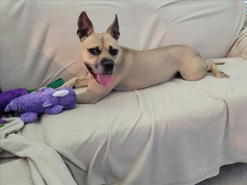 GATOR - Pit Bull Terrier available for adoption