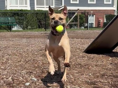 GATOR - Pit Bull Terrier available for adoption