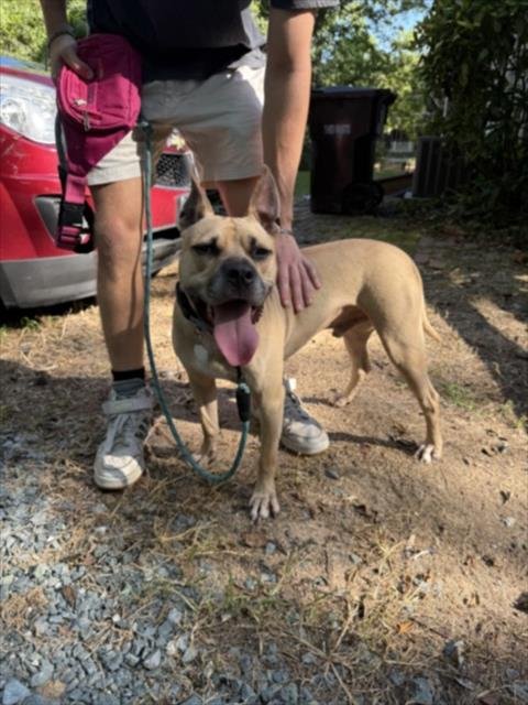 GATOR - Pit Bull Terrier for adoption in Durham