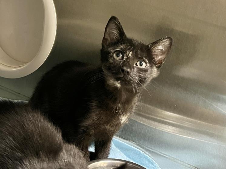 ANSANA - Domestic Short Hair available for adoption