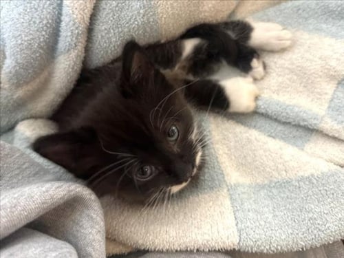 PERICLES - Domestic Medium Hair available for adoption