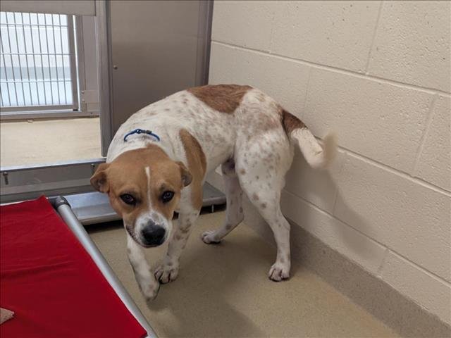 WAGGLES - Bulldog / Poodle (Standard) available for adoption