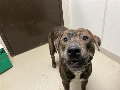 RICO - Pit Bull Terrier available for adoption