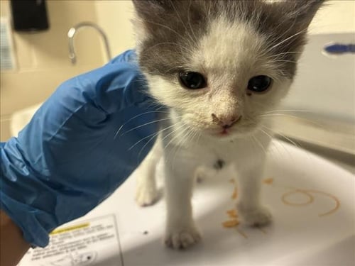 $3K - Domestic Short Hair available for adoption