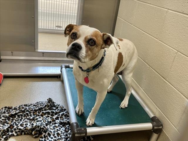 DAISY MAE Image