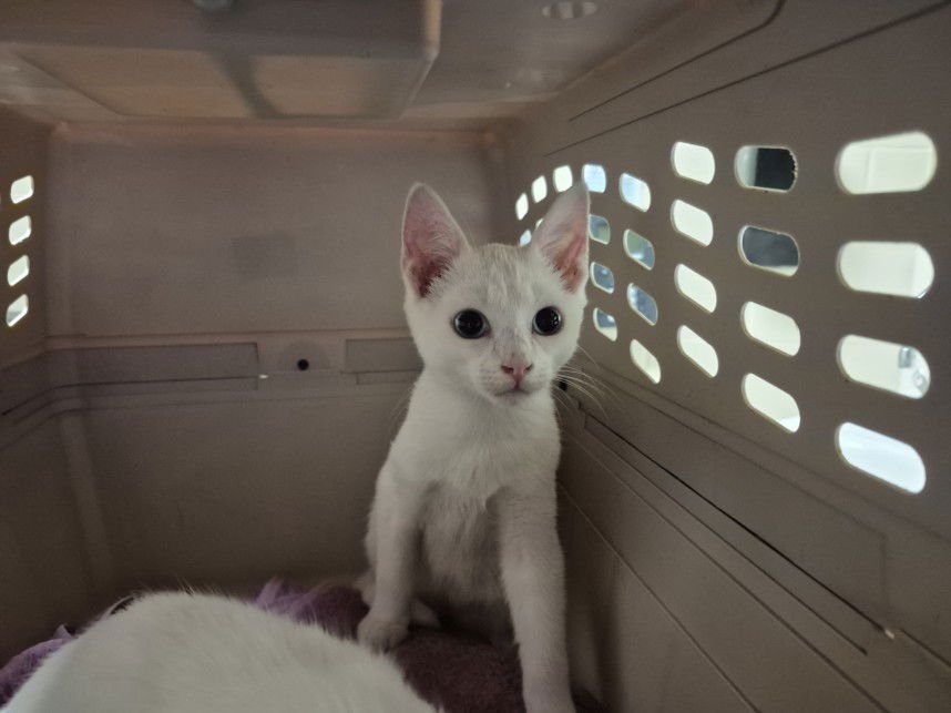 BLUE EYES WHITE DRAGON - Domestic Short Hair available for adoption