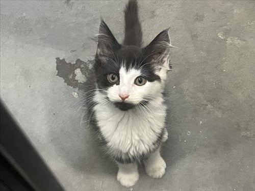 BOKKEUM - Domestic Medium Hair available for adoption