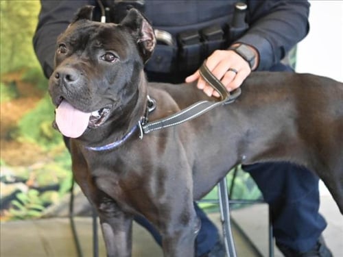 LITTLE FOOT - Cane Corso Mastiff available for adoption