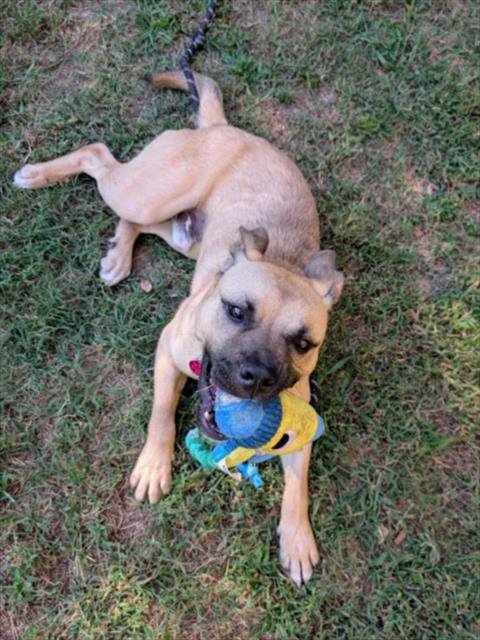 BENTLY** - Pit Bull Terrier available for adoption