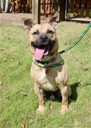 BENTLY** - Pit Bull Terrier available for adoption