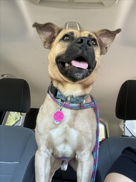 BENTLY** - Pit Bull Terrier available for adoption