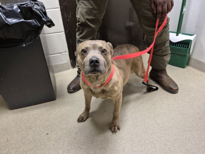 NALLAH BELL** - American Pit Bull Terrier available for adoption