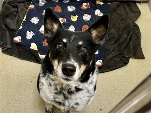 HUDSON - Australian Cattle Dog/Blue Heeler available for adoption
