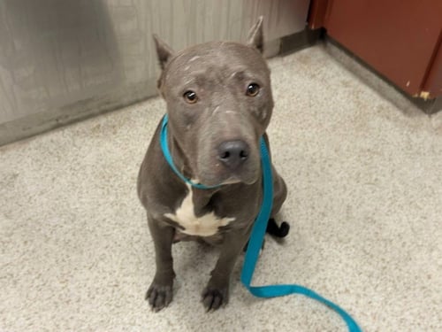 BIANCA - Pit Bull Terrier available for adoption