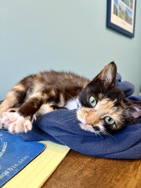 SWOOSHY - Domestic Short Hair available for adoption