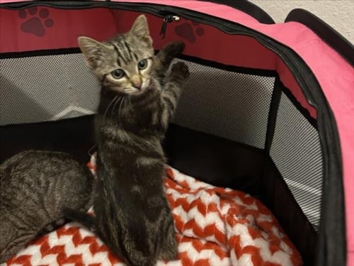 COWBOY DANCER - Domestic Short Hair available for adoption