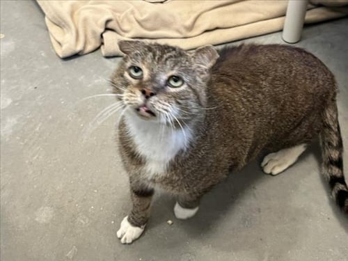 SEA LION - Domestic Short Hair available for adoption