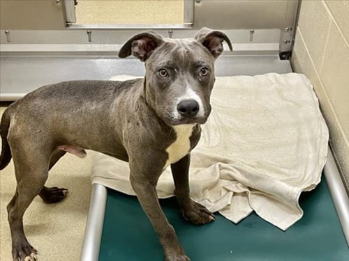 KAIRO - Pit Bull Terrier available for adoption