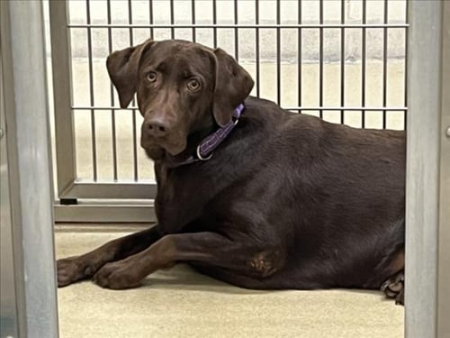 ELSA - Labrador Retriever available for adoption
