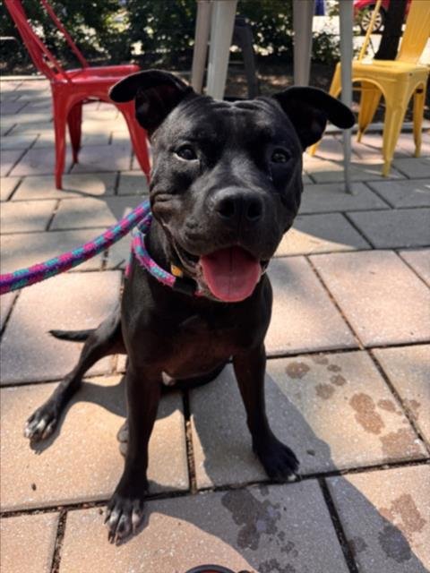 GRENCH - Pit Bull Terrier available for adoption