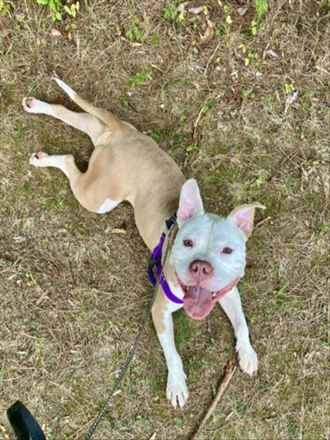 LADADOO - Pit Bull Terrier available for adoption
