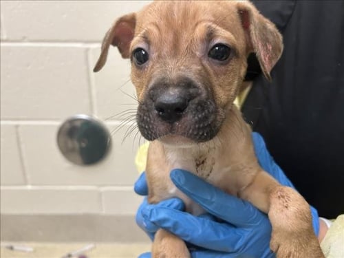 TAFFY - Hound available for adoption