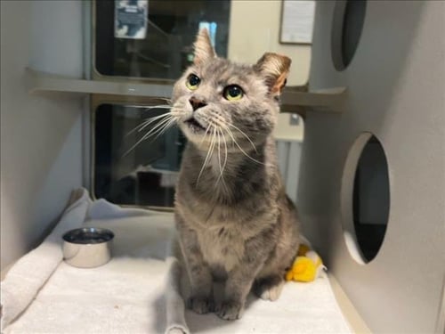 PARKER - Domestic Long Hair available for adoption