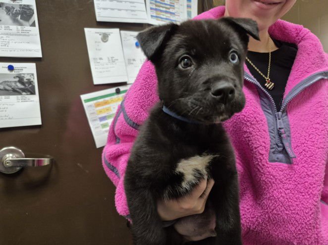 BEAU - Labrador Retriever / Husky available for adoption