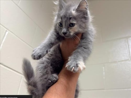 CINOMMON - Domestic Short Hair available for adoption