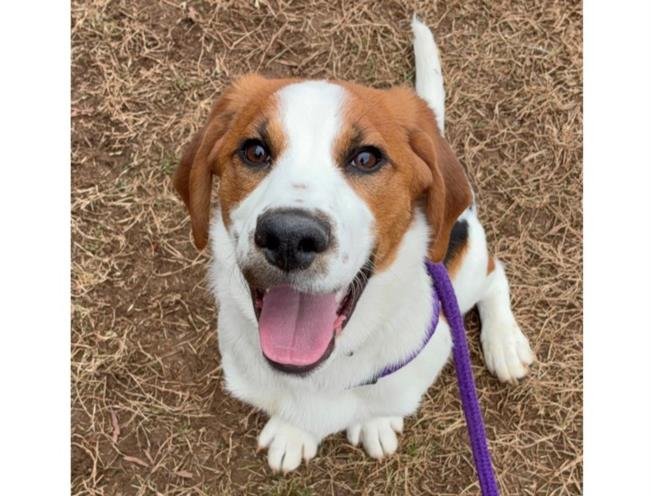 BENJI - Hound available for adoption