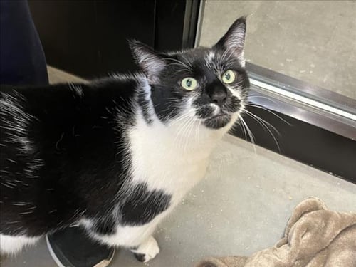 MONKEY - Domestic Short Hair available for adoption