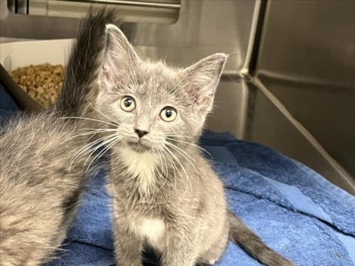 CAPRI SUN - Domestic Medium Hair available for adoption