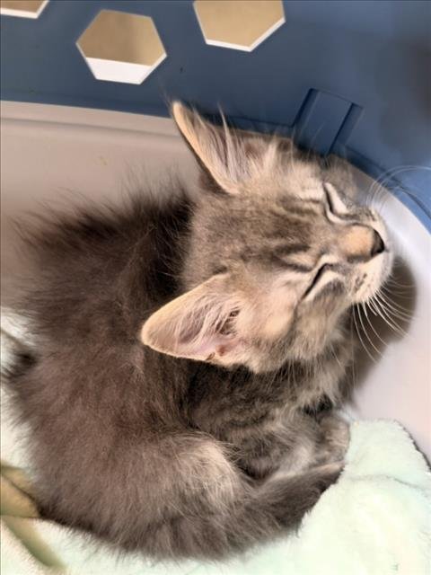 CHAPATI - Domestic Medium Hair available for adoption