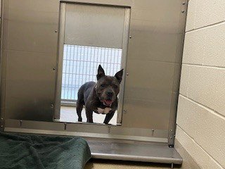 FLOUNDER** - Pit Bull Terrier available for adoption